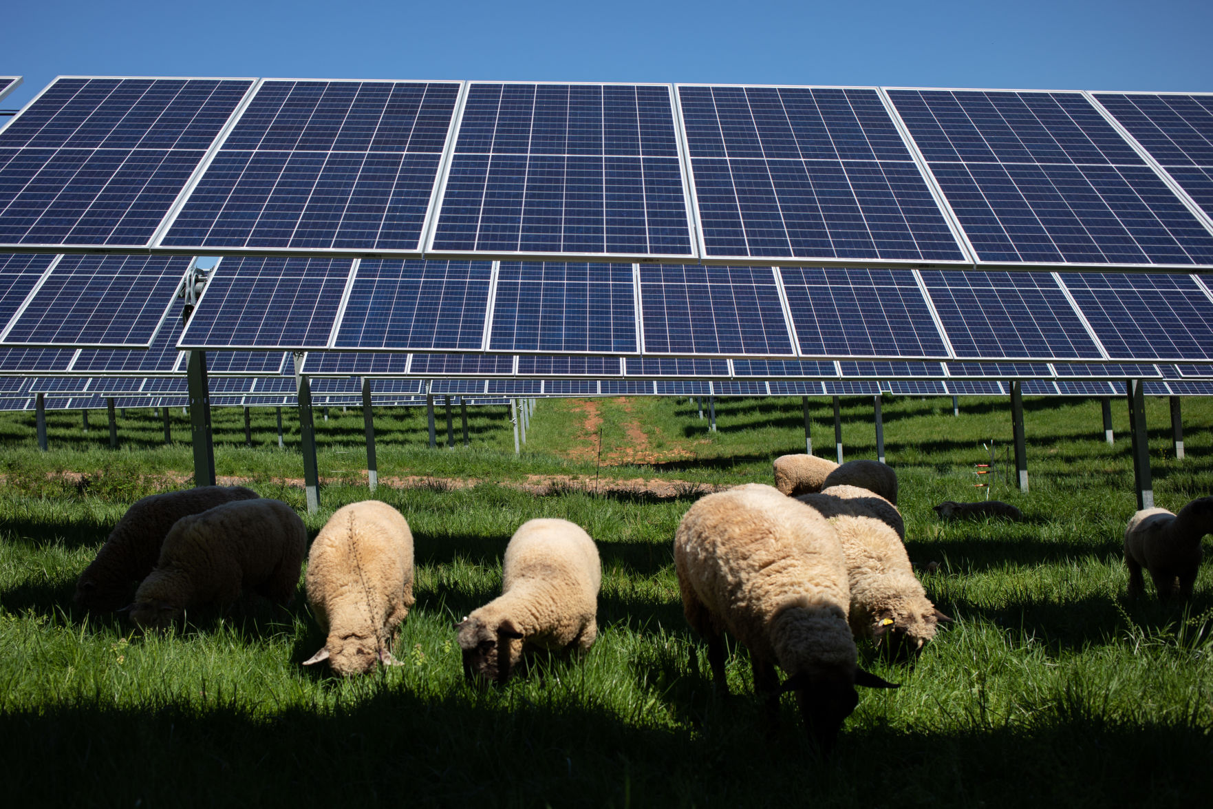 Sheep Farm_01.jpg